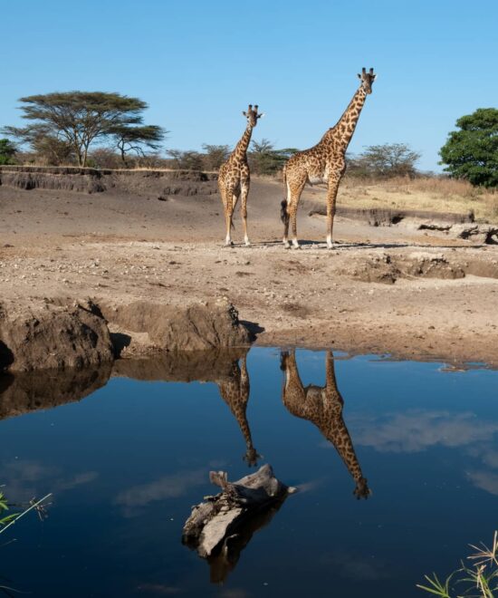 5 Days Serengeti Wildlife Adventure