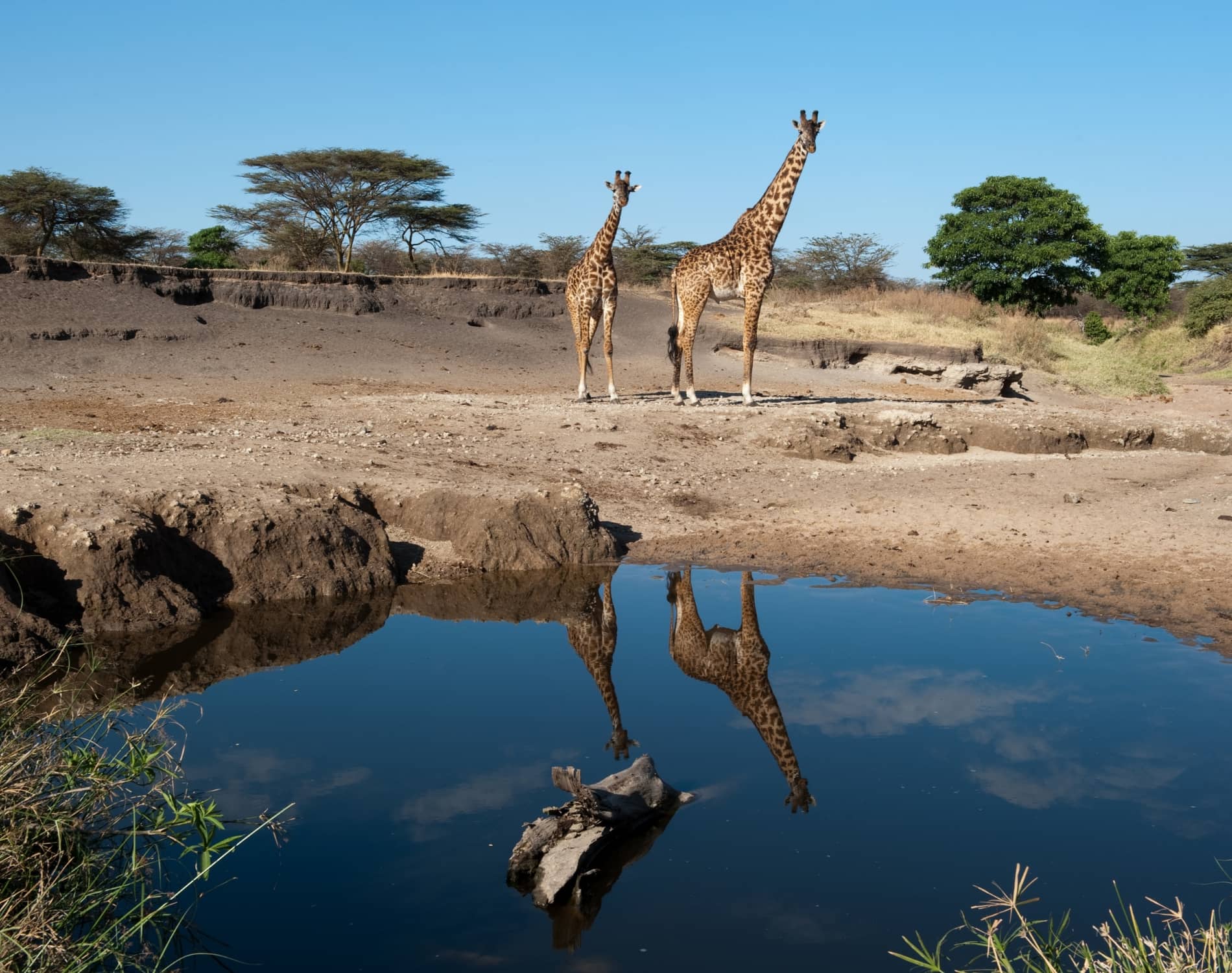 5 Days Serengeti Wildlife Adventure