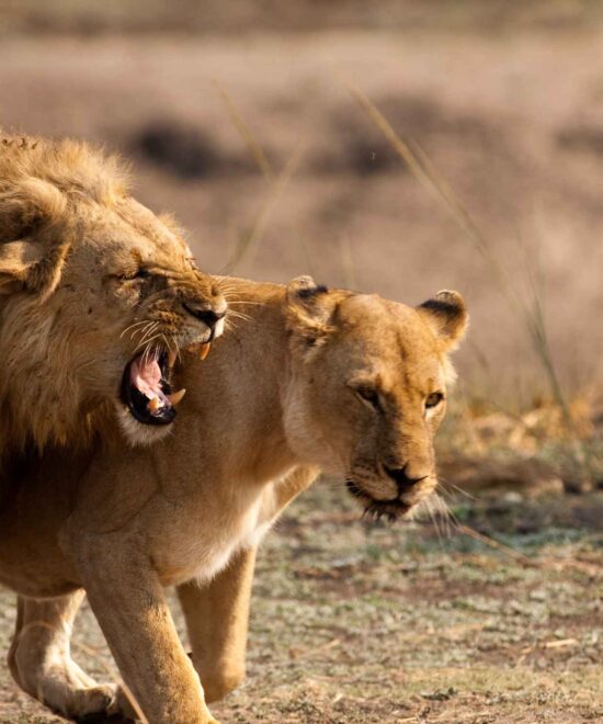 12 Days East Africa Kenya & Tanzania Safari Combo